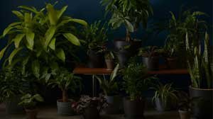 Buy Plants