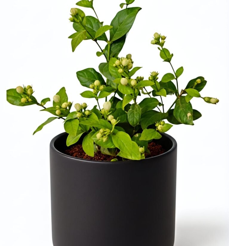 -Mogra Plant-