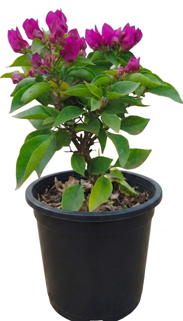 -Bougainvillea Plant-