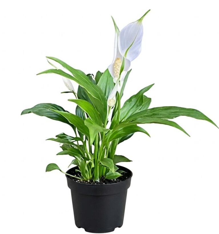 -Peace Lily Plant-