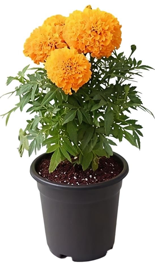 -Marigold Plant-