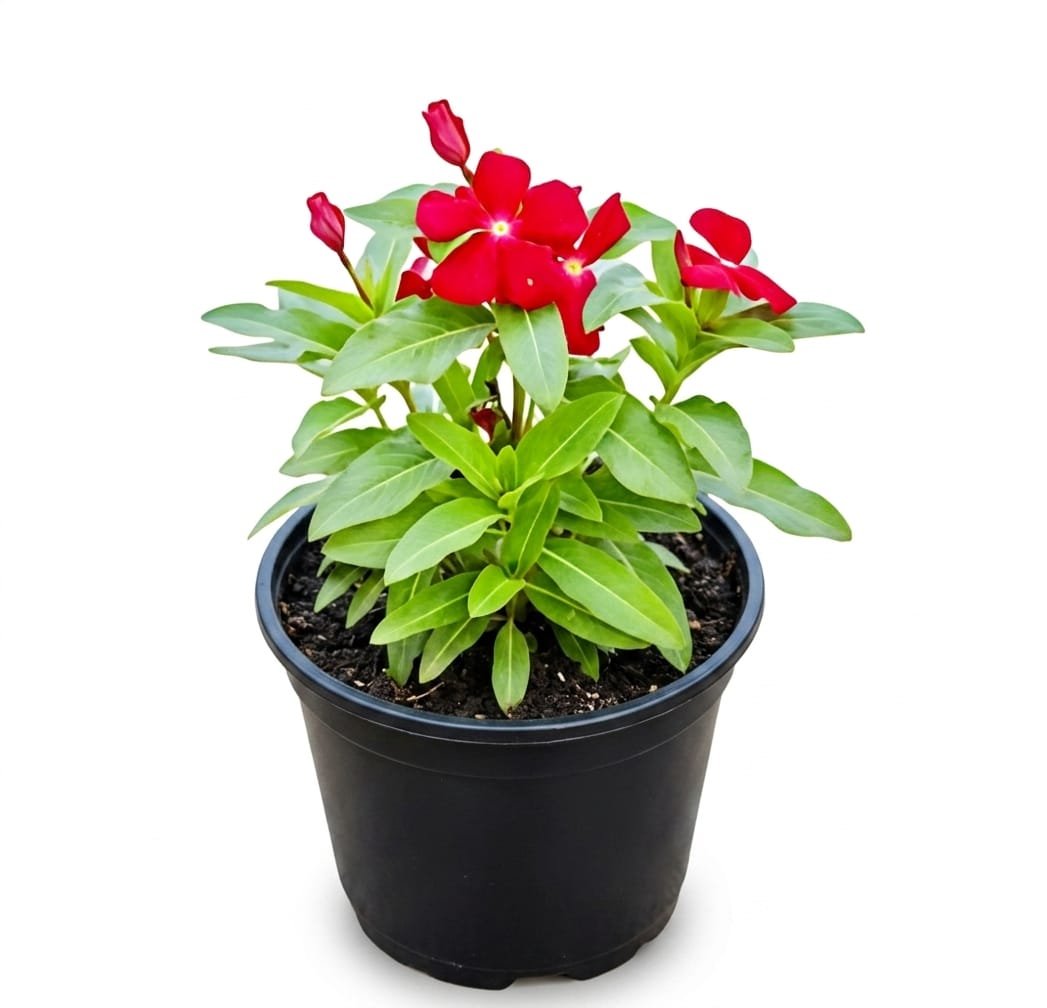 -Sadabahar Plant-