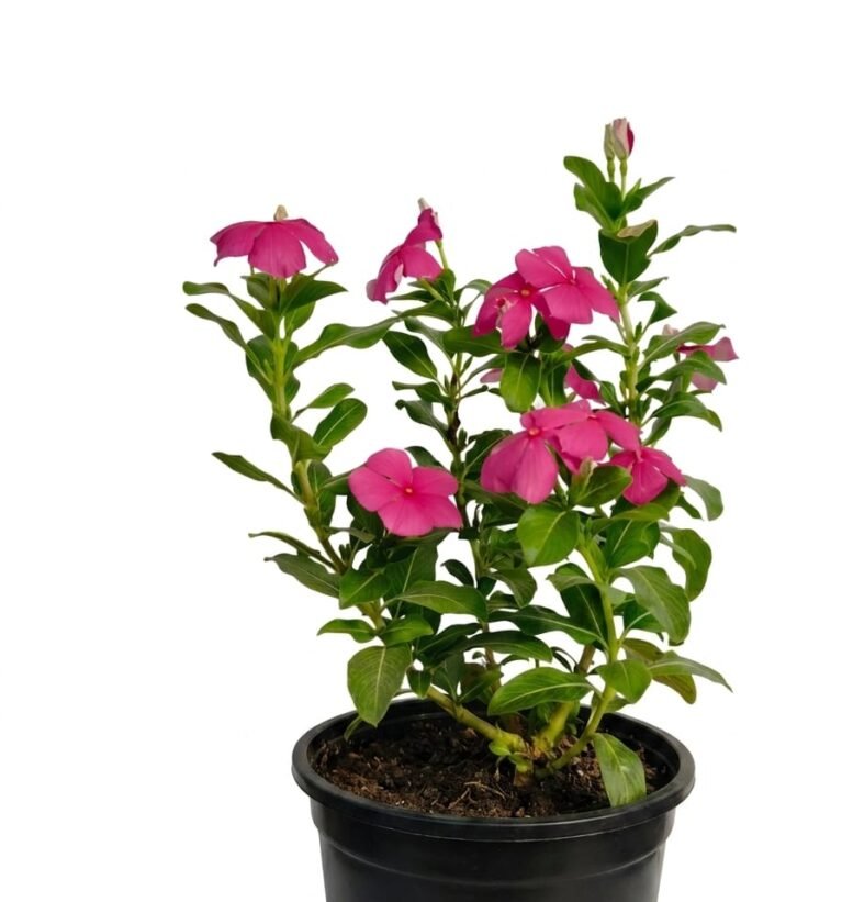 -Sadabahar Plant-