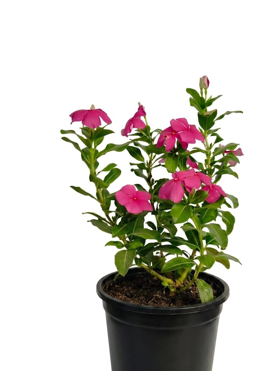 -Sadabahar Plant-