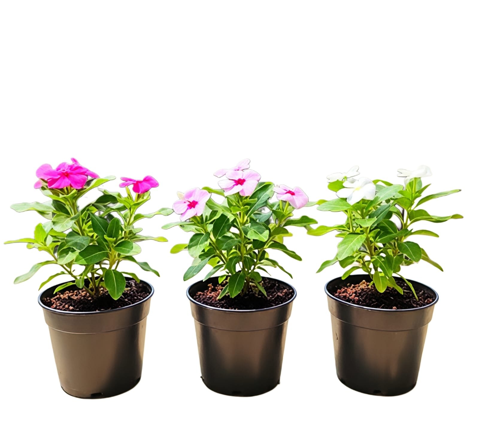 -Sadabahar Plant-