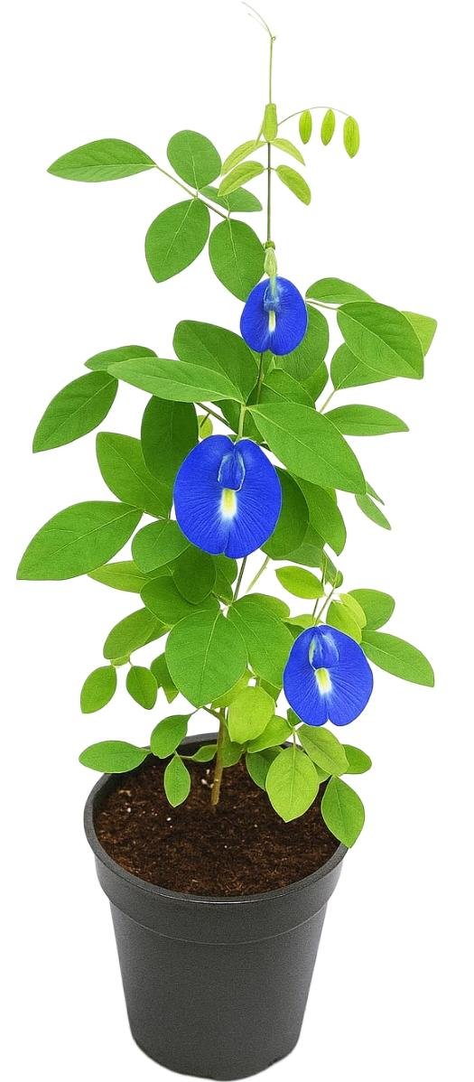 -Aparajita Plant-