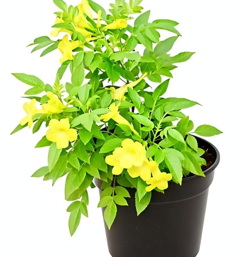 -Tecoma Plant-