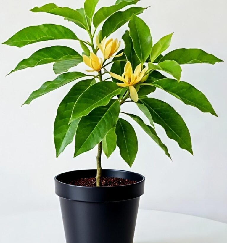 -Son Champa Plant-