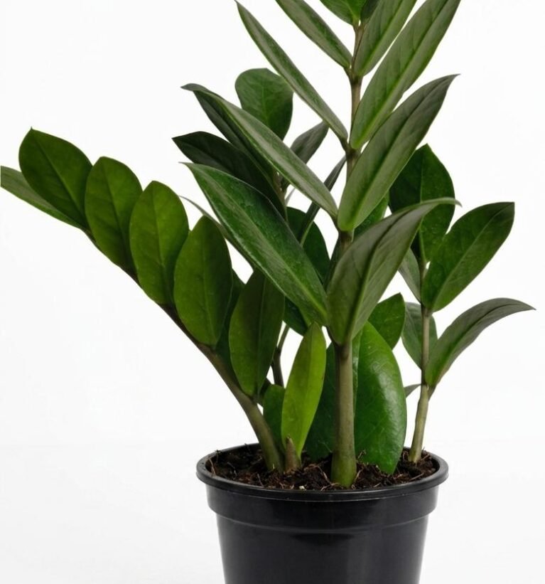 -ZZ Plant-