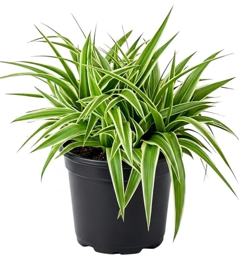 -Spider Plant-