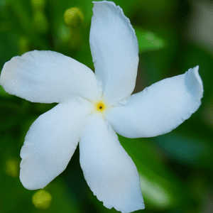 Tagar (Crepe Jasmine)