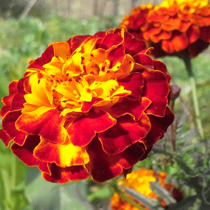 Marigold (Genda)