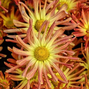 Chrysanthemum (Guldaudi)