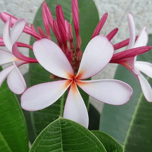 Champa (Plumeria)