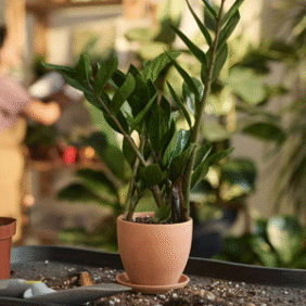 ZZ Plant