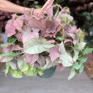 Syngonium (Pink)