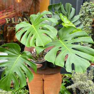 Monstera Deliciosa