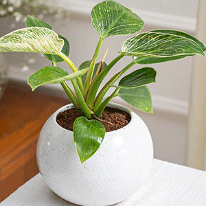Philodendron Birkin