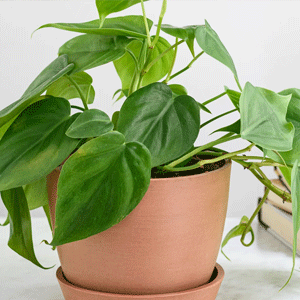 Philodendron Oxycardium