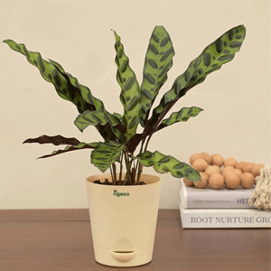 Calathea Rattlesnake