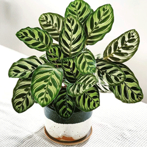 Calathea Peacock