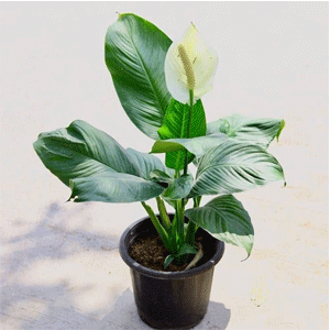 Peace Lily (Giant)